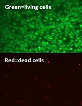 Life/Dead test fluorescence images of one tested hydrogel after 7 days.