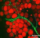 Native adipose tissue.